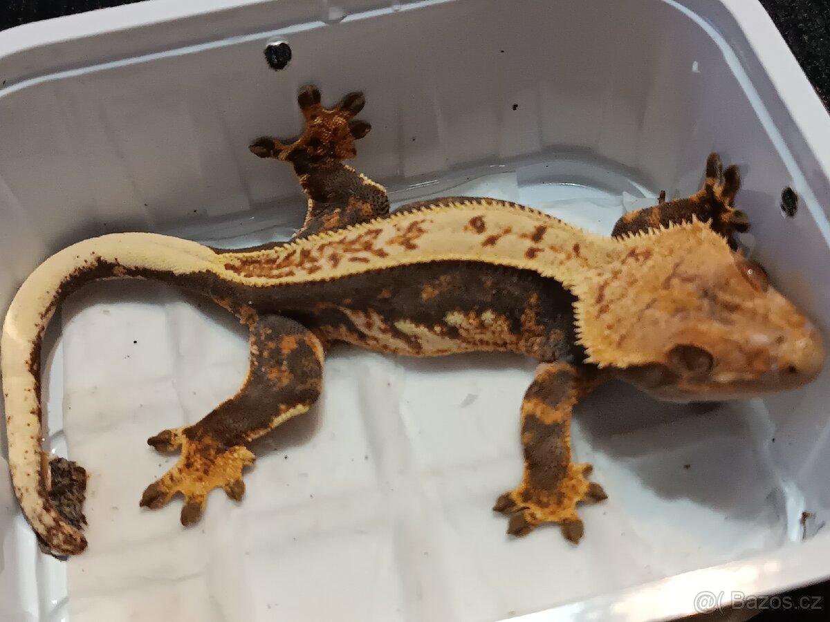 Pagekon řasnatý 1/3 - 13