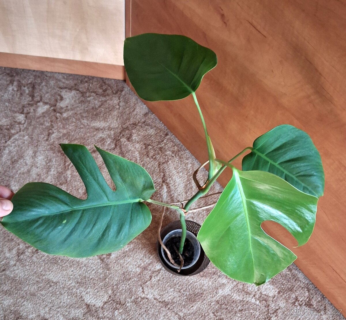 Monstera - 13