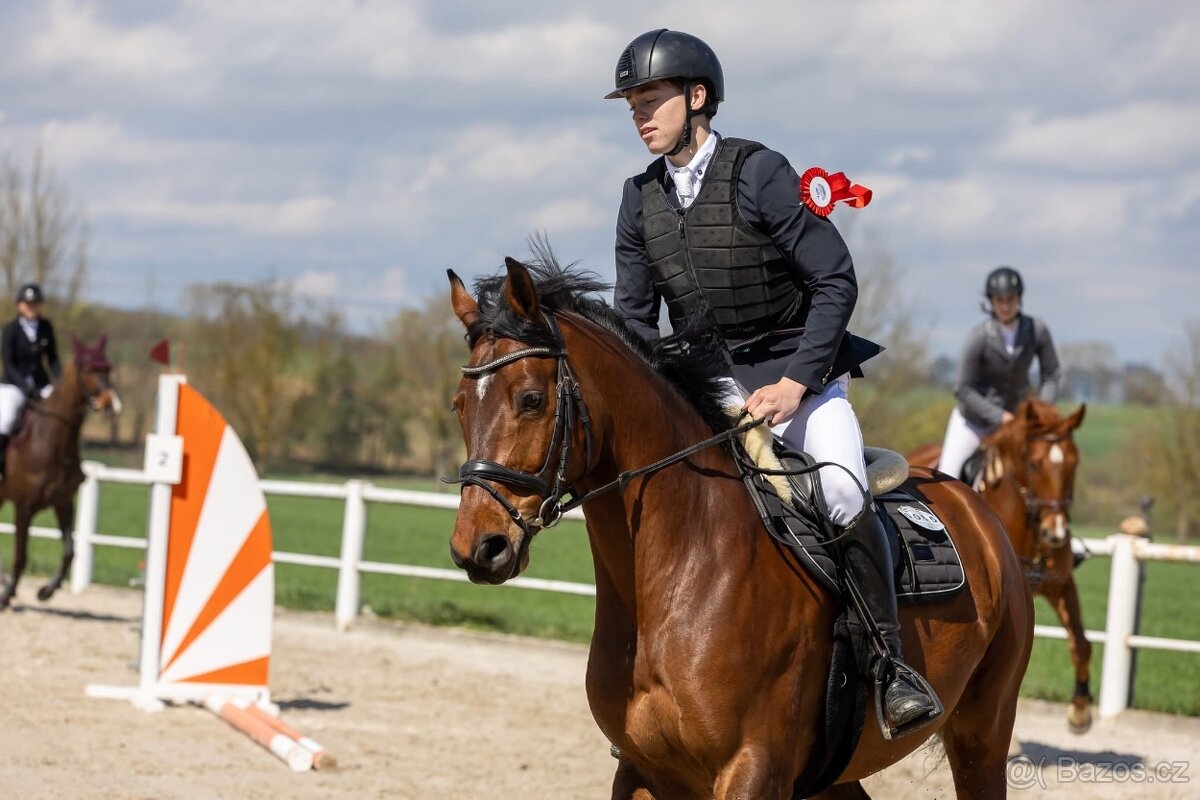 Prodáme sportovního koně do drezury, do parkuru pro dítě, ju - 13