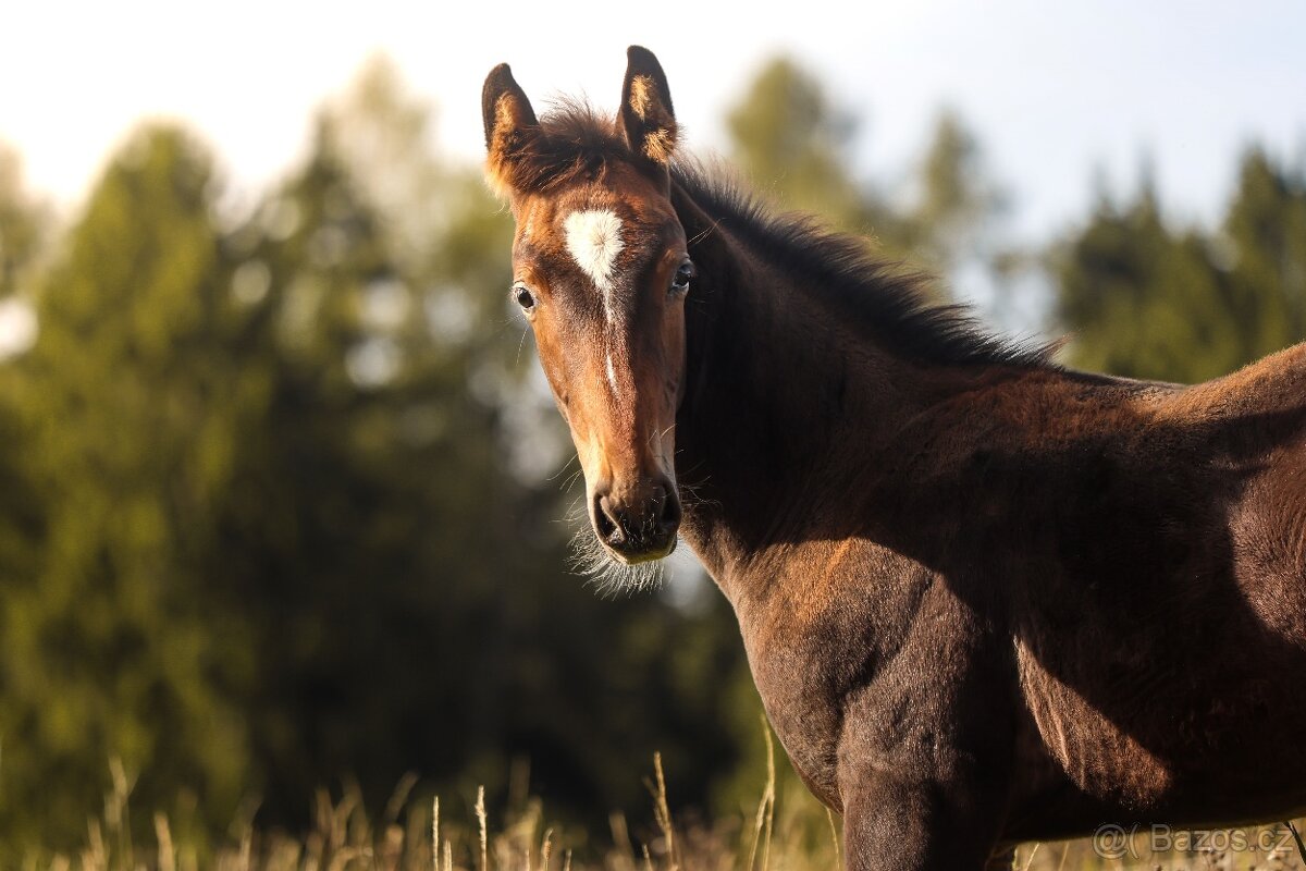 Hřebeček ČT -2025 - 13