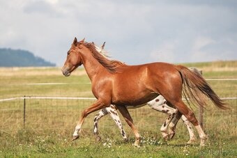 Klisna sportovního knabstruppera - 13