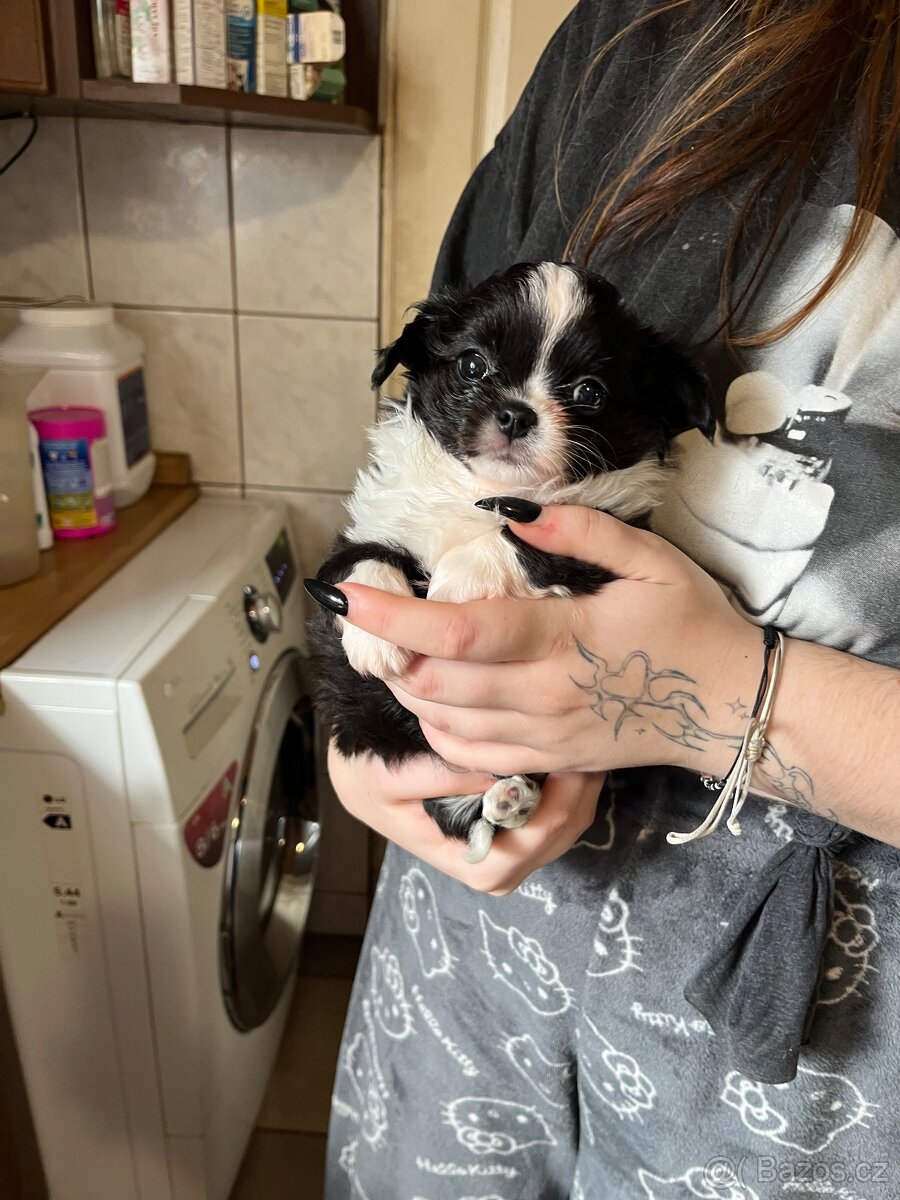 černobílá holčička s PP FCI - 13