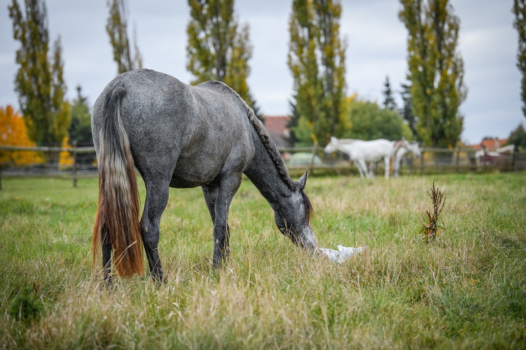 Lusitano charakterní klisna - 13