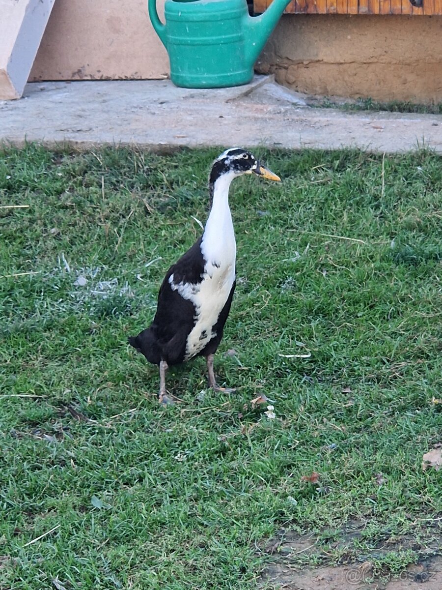 Indický běžec - 13