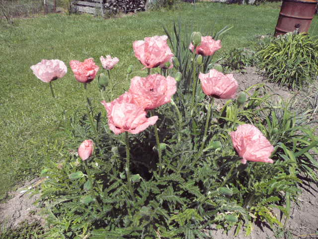 Kosatce - různé - 13