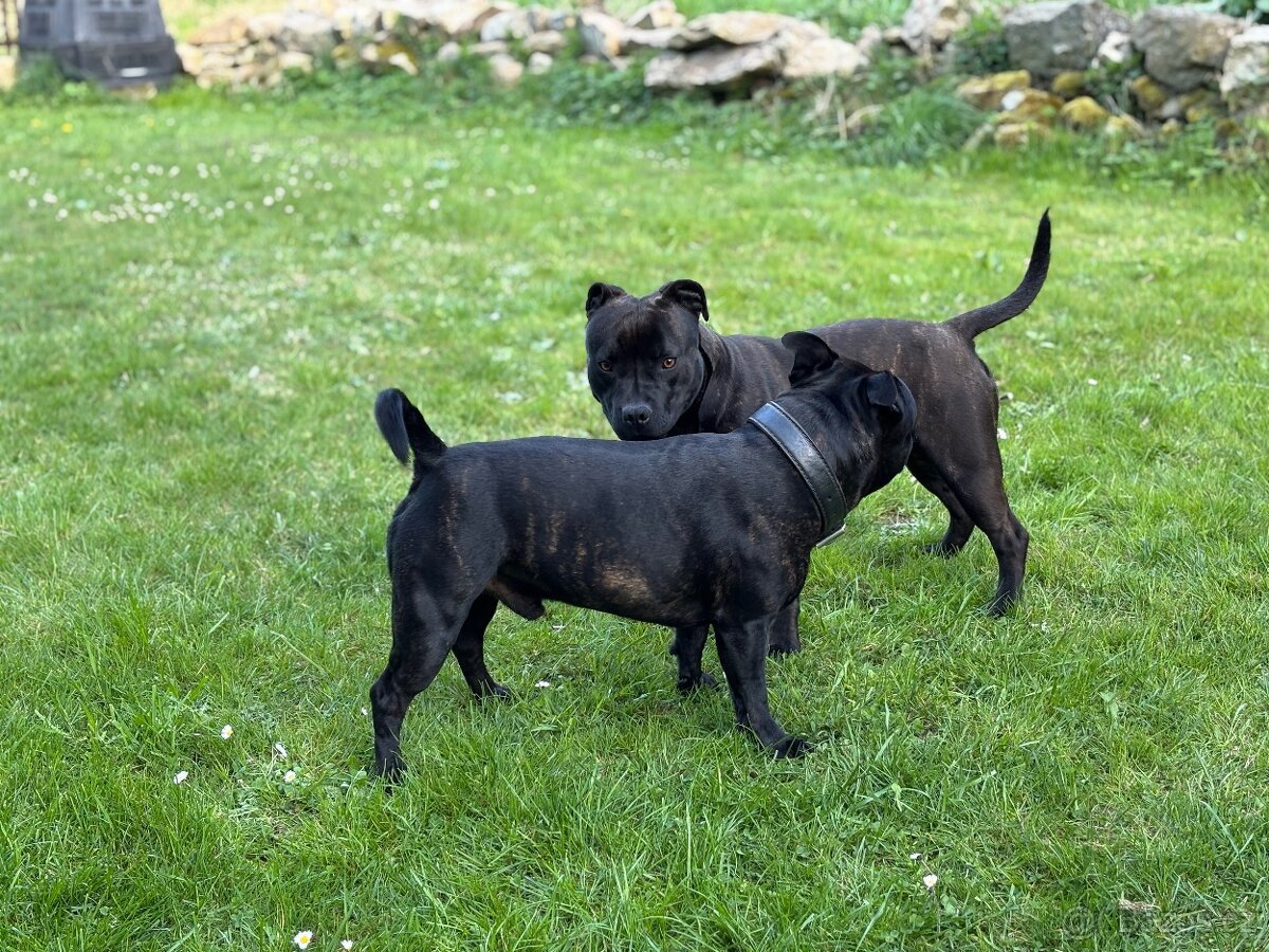 Stafordšírský bulteriér bez PP - 13