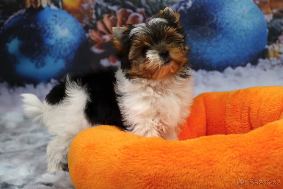 Biewer terriér jorkšírský - 13