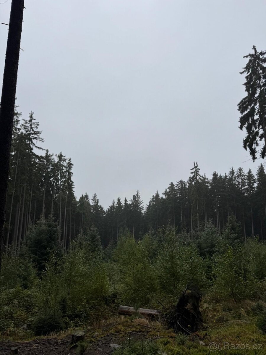Prodám lesní pozemky v k.ú. Nicov - 13