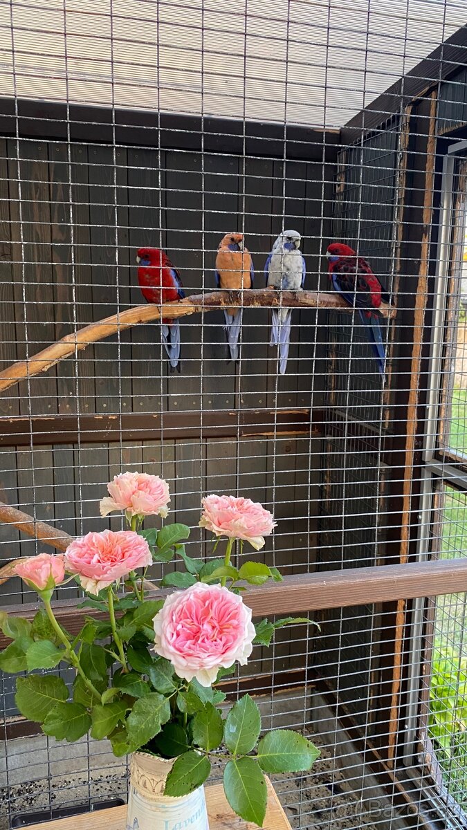 Pergola s krbem - 13