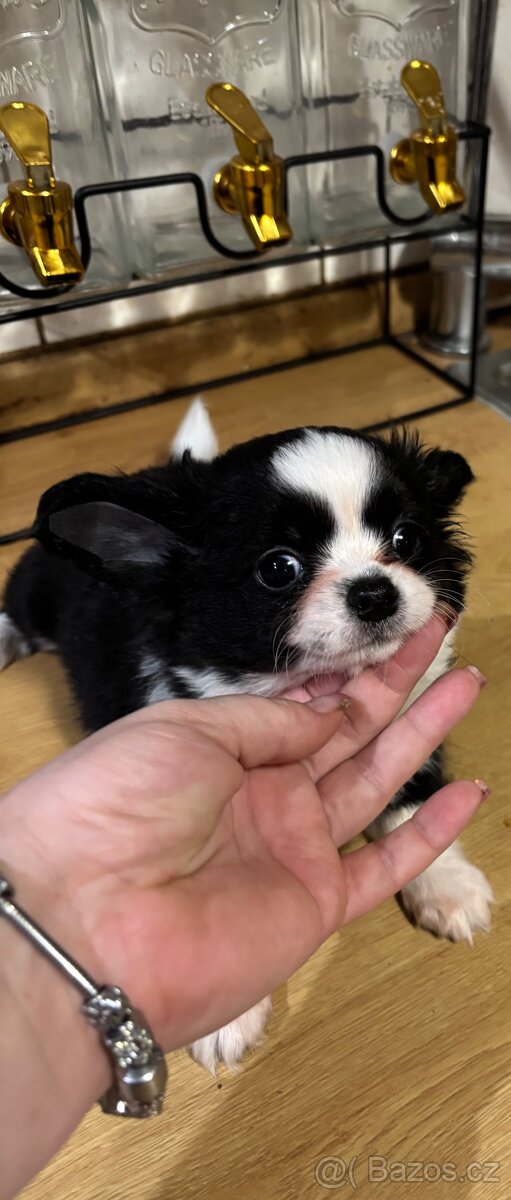 Chlapečkové čivava s PP FCI - 13