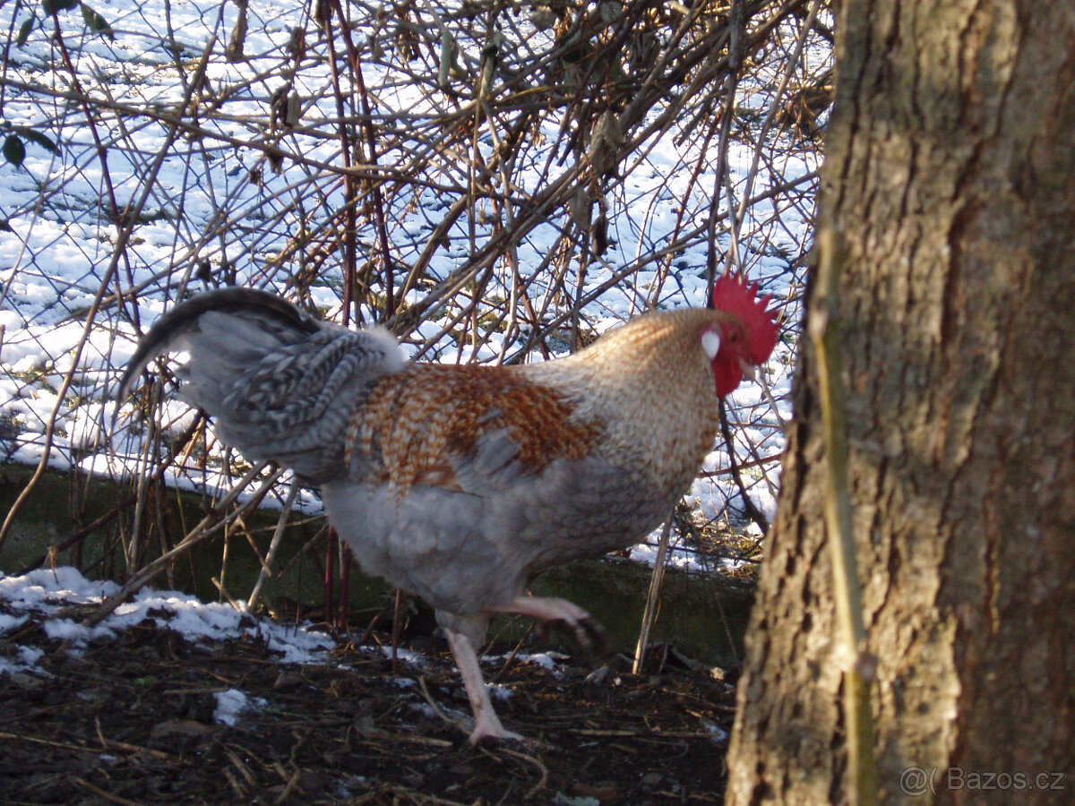 Kohout, kohouti do chovu - 13