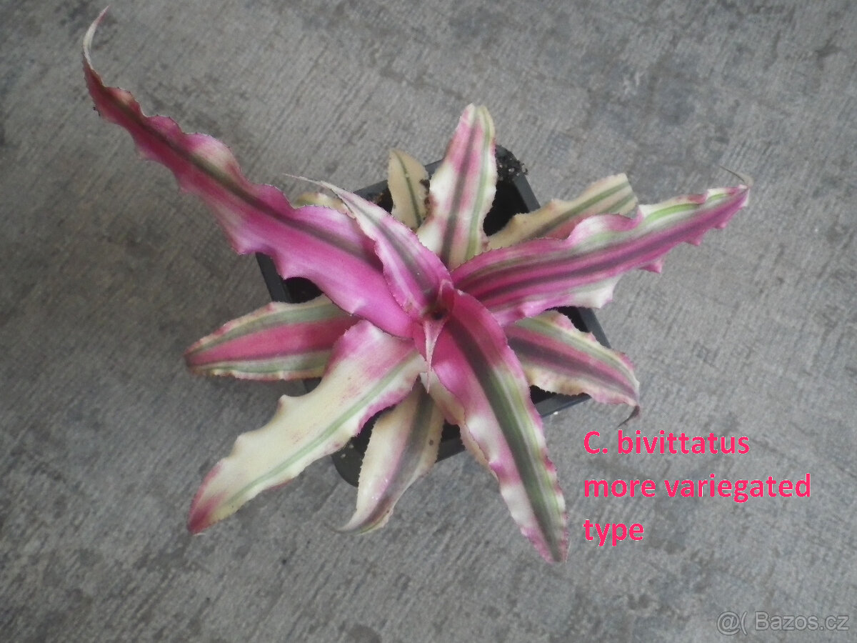 Exotické bromélie Cryptanthus - 13