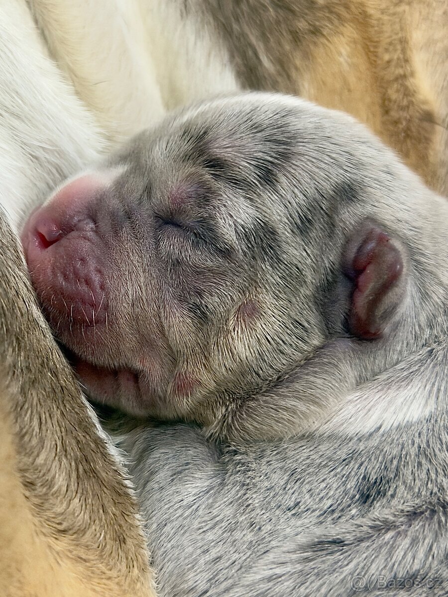American Bully XL Tricolor - 13