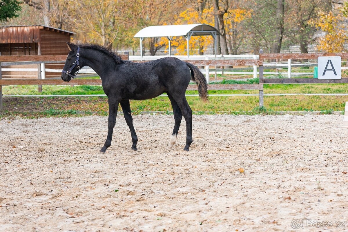 Nádherný hřebeček po Warness ZH - 13