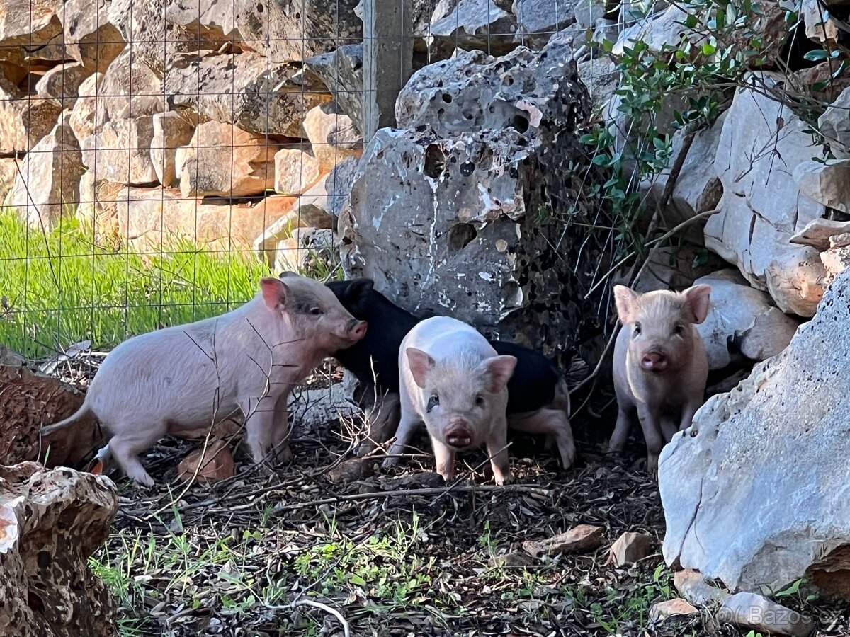 Hledám správce Farmy u moře - 13