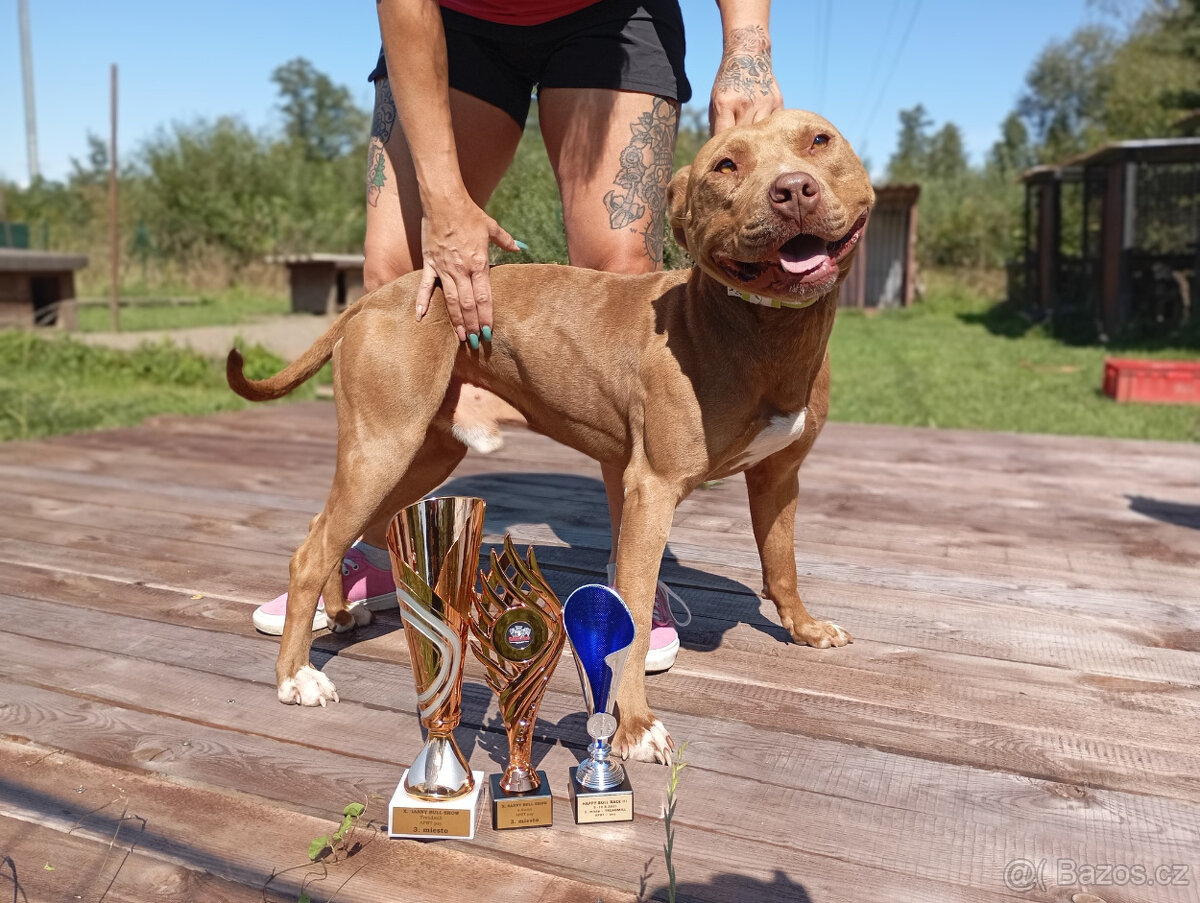 Americký pitbulterier štěňata s PP - 13