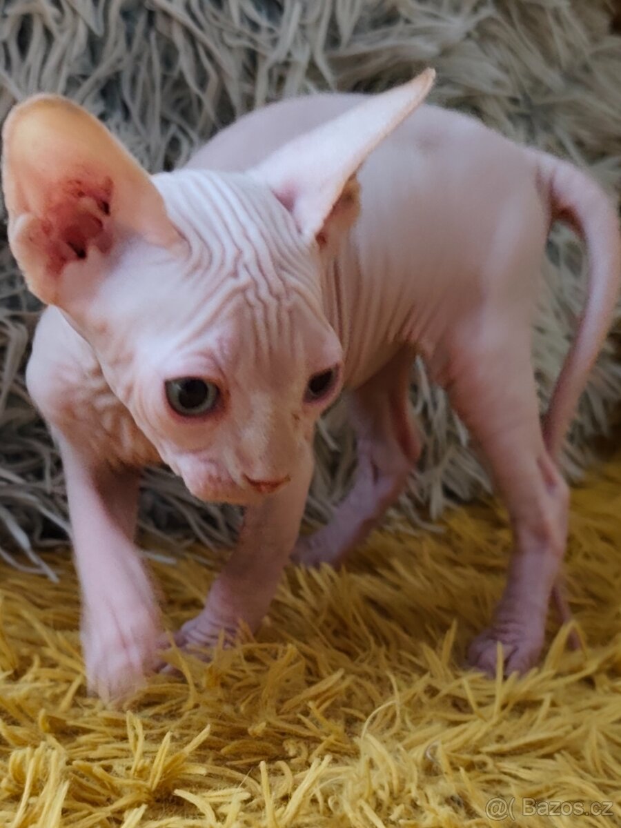 Kanadský sphynx - 13