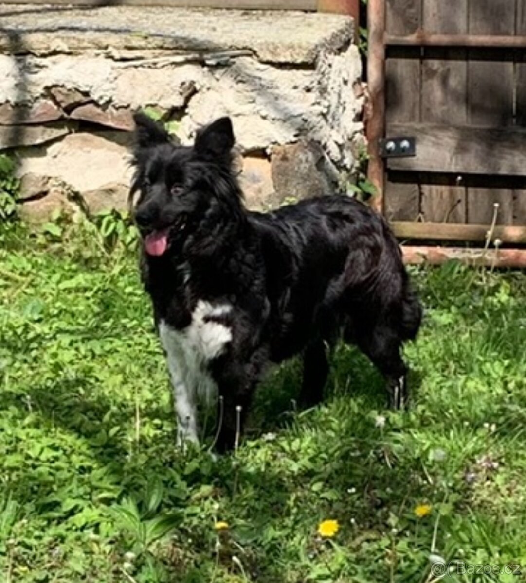 Border kolie - 13