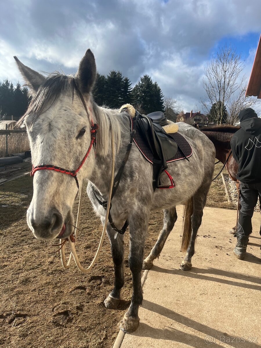 Pronajem úžasné šimličky - 13