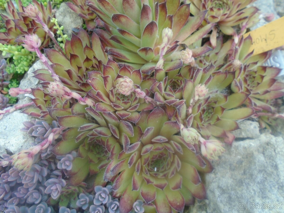 Odolné přebytky ze zahrady - 13