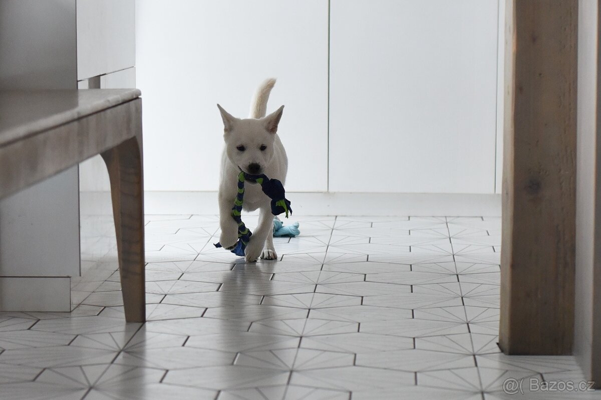 Kishu Inu štěňátko s PP FCI - 13