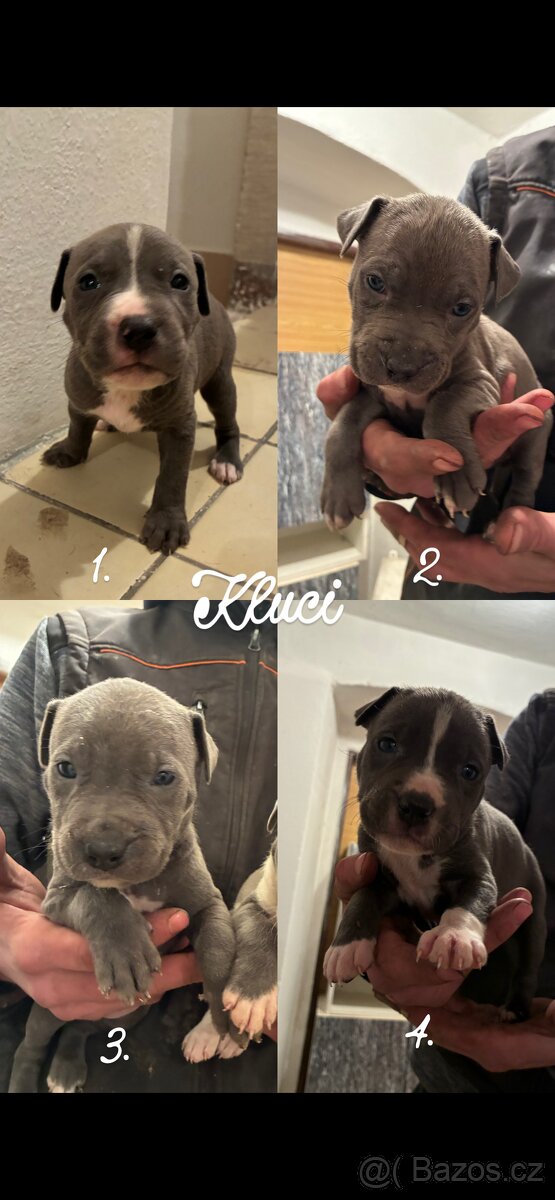 Americký stafordšírský teriér – štěňátka k odběru - 13