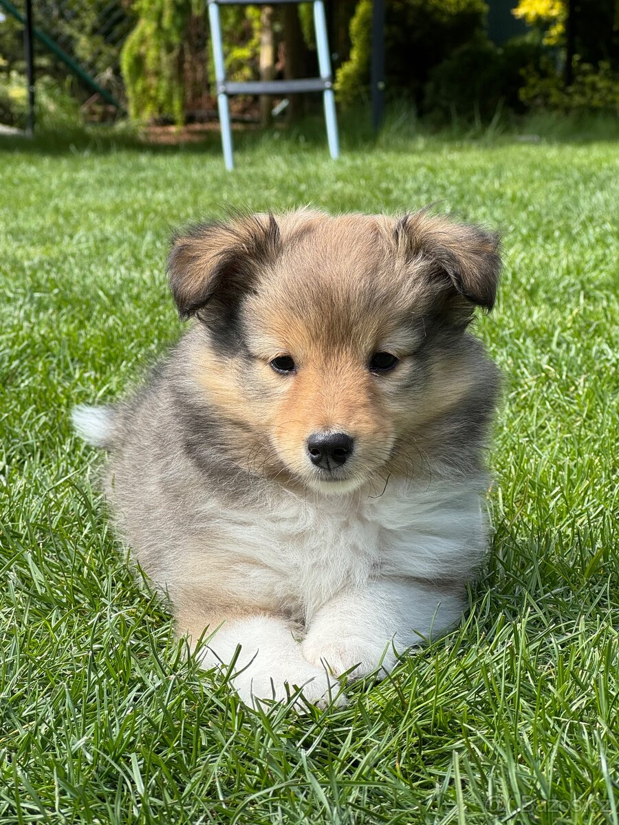 Sheltie dlouhosrsta s PP - 13
