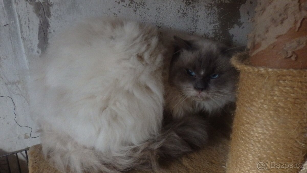 ragdoll,radgoll,nekastrované kočky na prodej - 13