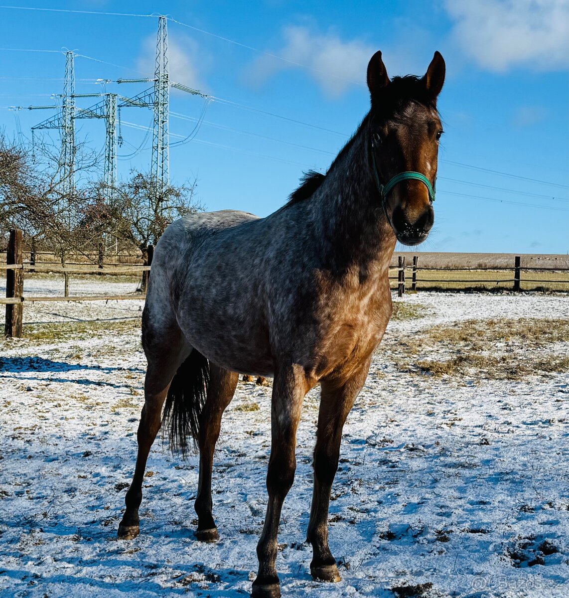 Prodám mladou klisnu zajímavé barvy - 13