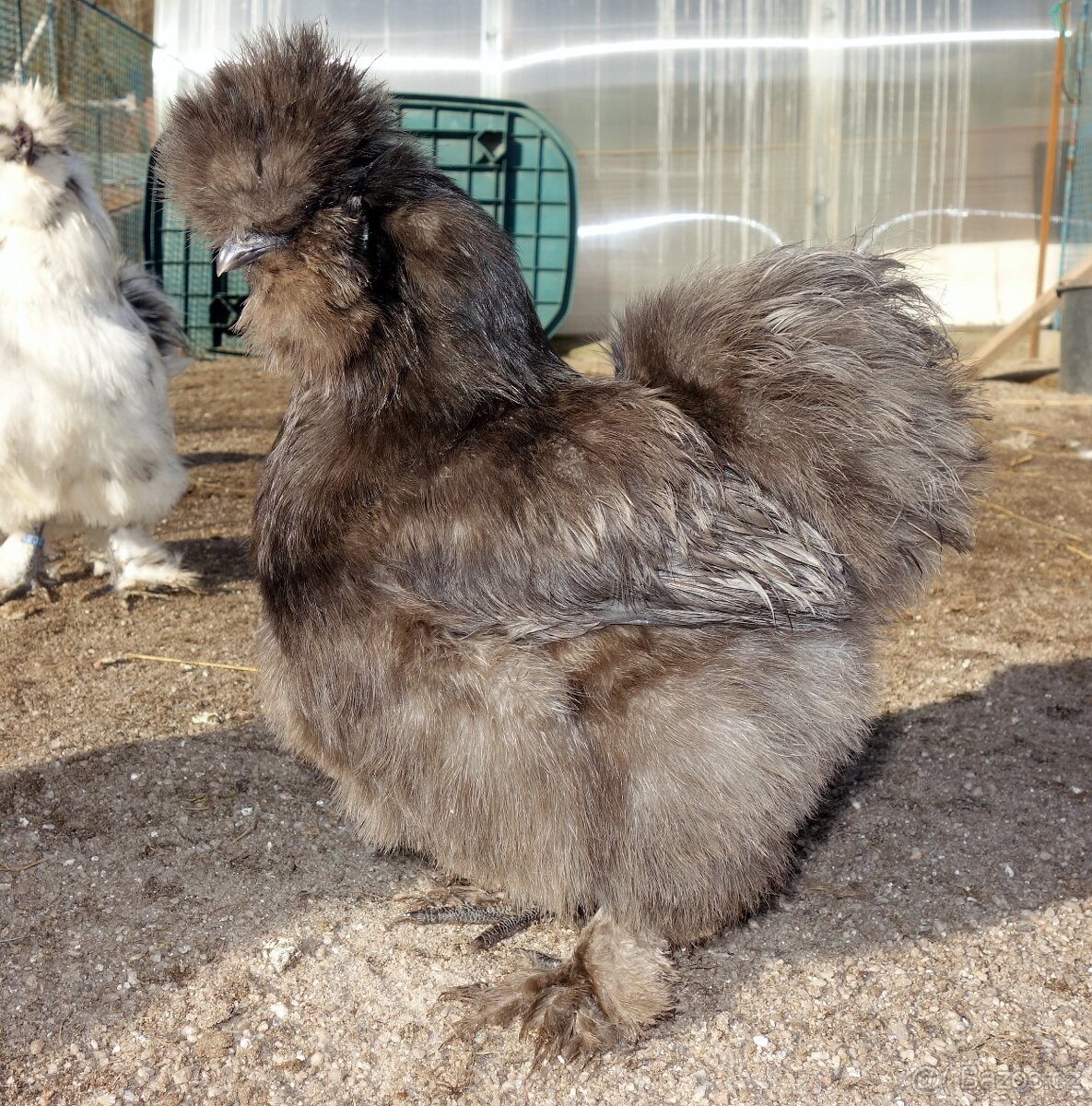 Hedvábnička velká vousatá - EU - 13