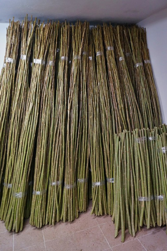 Japonský topol - sadba - 13