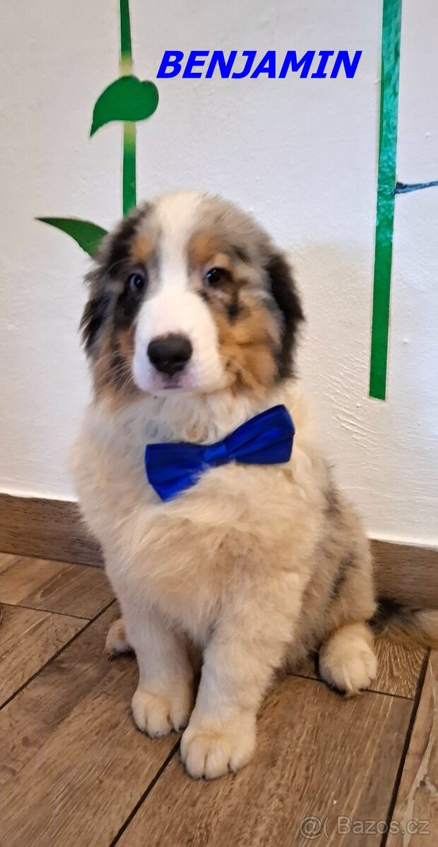 Australský ovčák s PP - 13