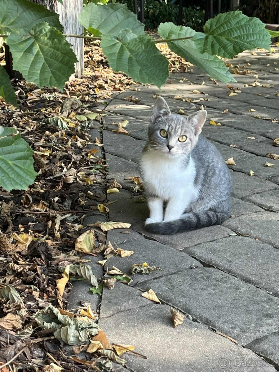 Daruji kocourka a kočičku dorostence - 13