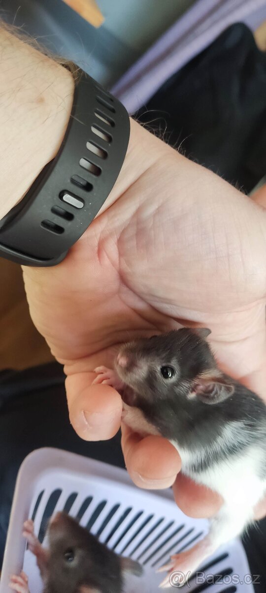 jarní osmáci/potkánci potkan osmák mláďata - 13