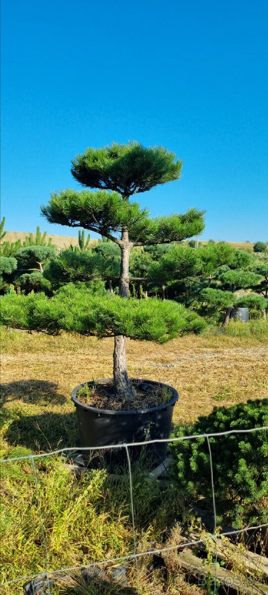 TVAROVANÉ STROMY NIWAKI - 13