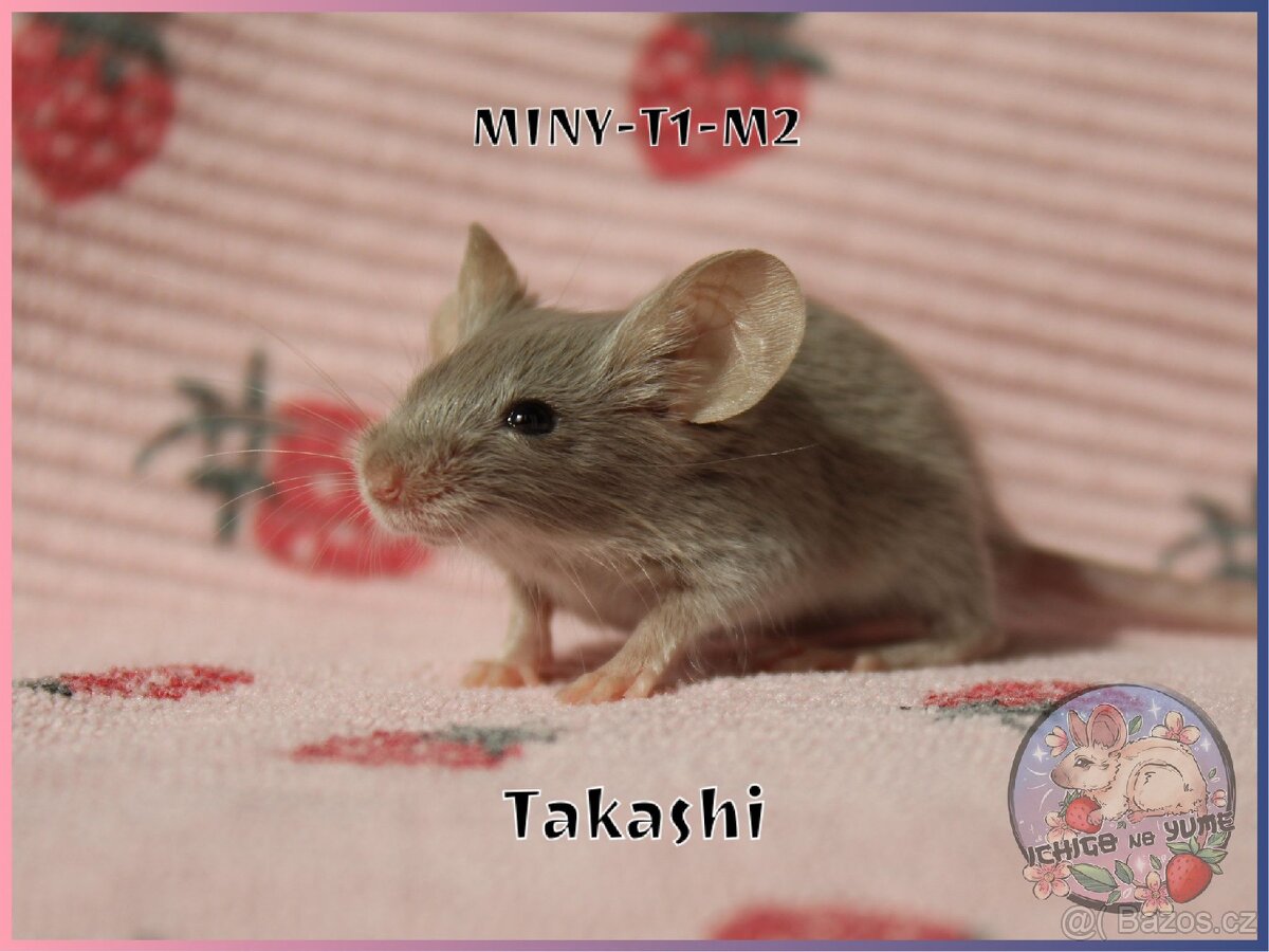 Barevné / fancy myšky - 13