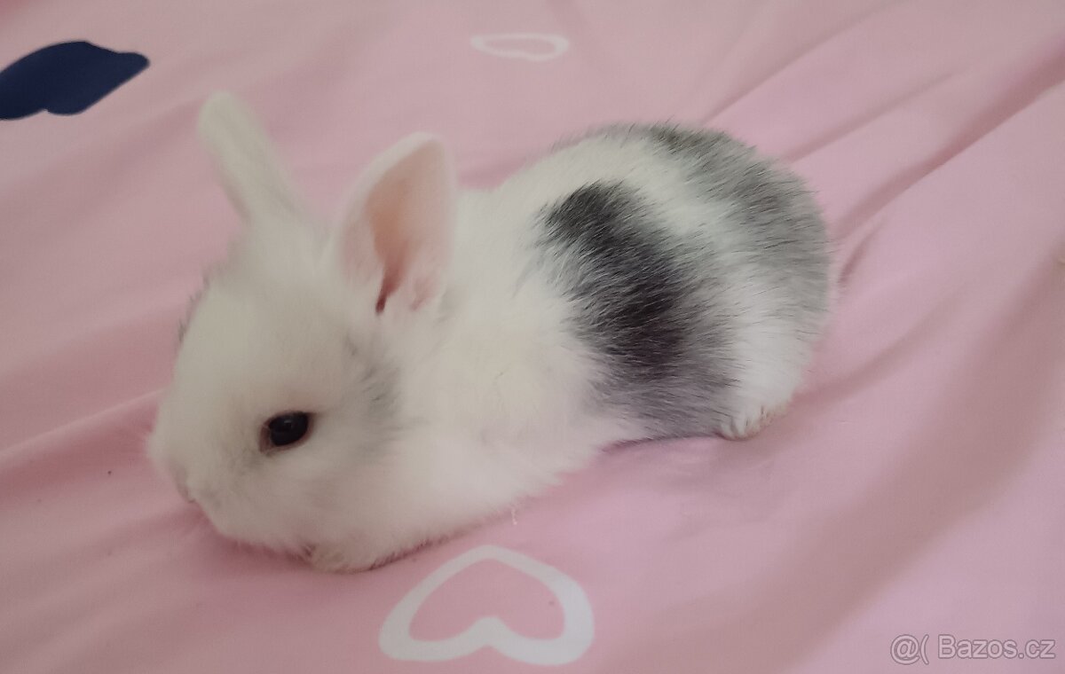 Zakrslý králík - 13
