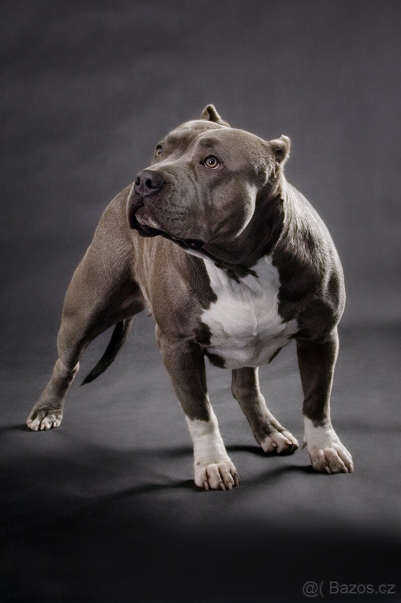 American bully xl -JARO - 13