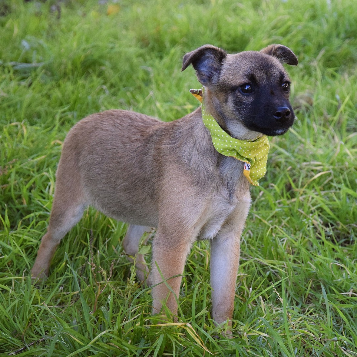 Samko hledá domov - 13