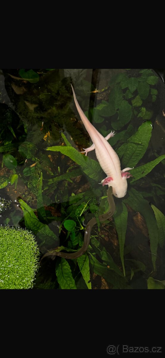 Africké cichlidy, axolotly - 13