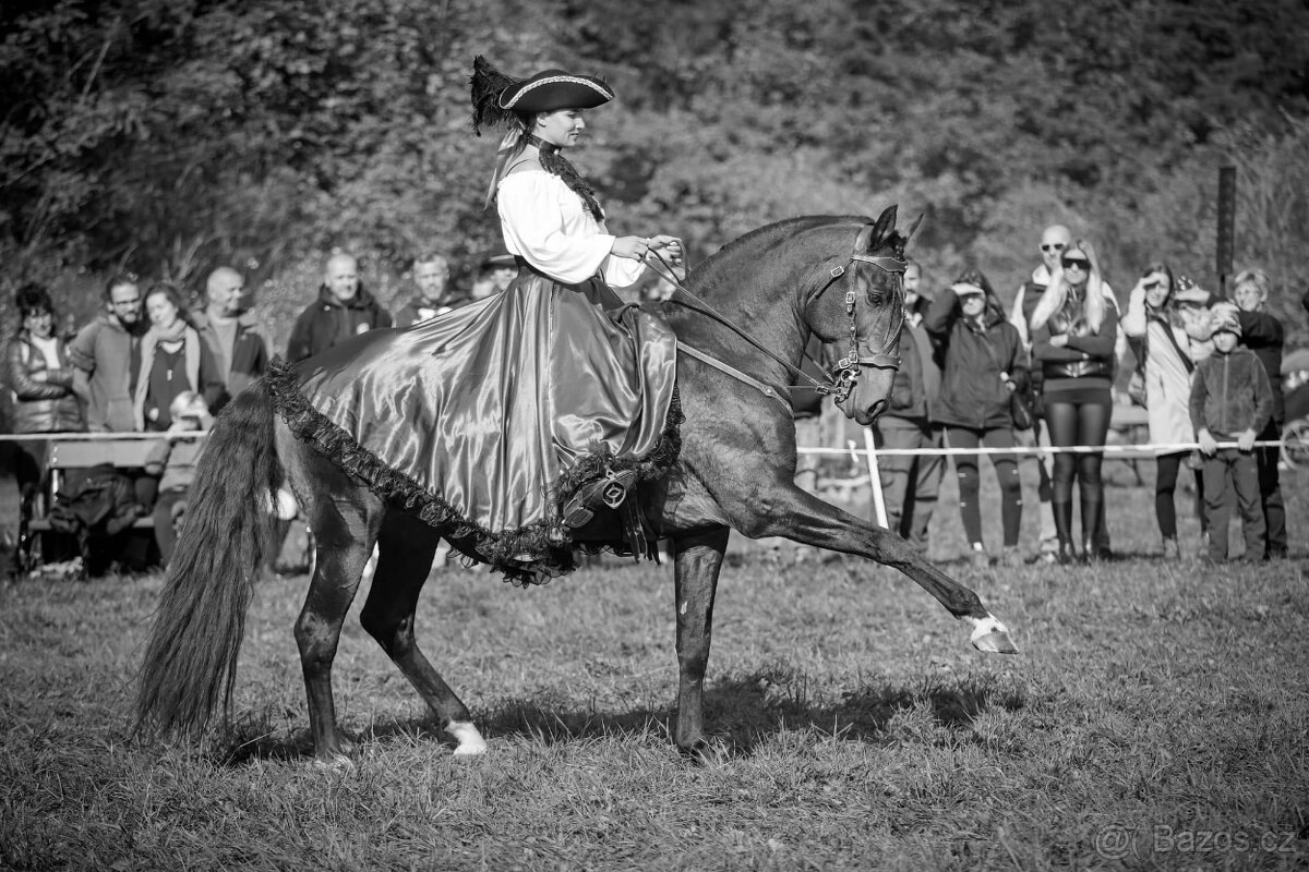 Lusitano hřebeček - 13