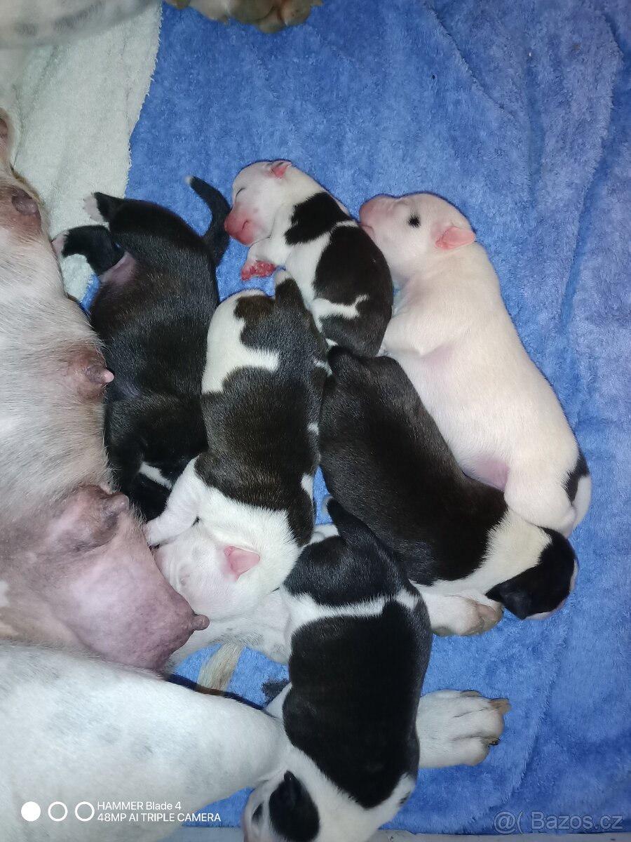 Stafordširský bulteriér - 13