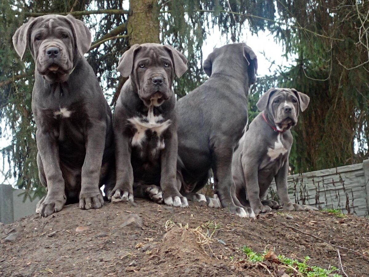 Cane Corso - 13