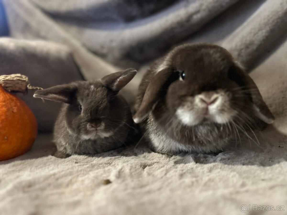 Minilop zakrslý kralíček - 13