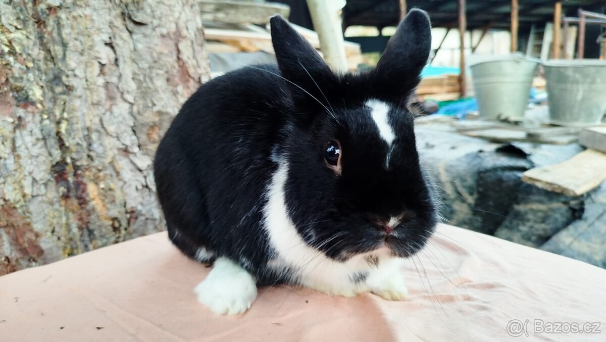 Zakrslý králík - 13
