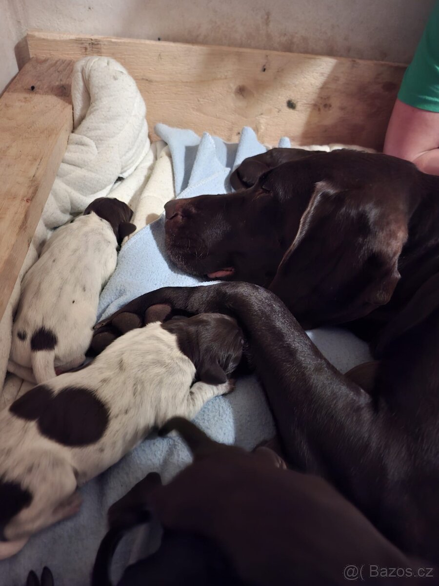 Německý krátkosrstý ohař - 13