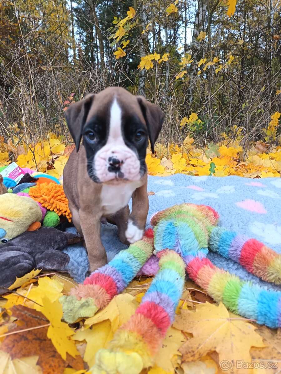 Německý boxer - 13