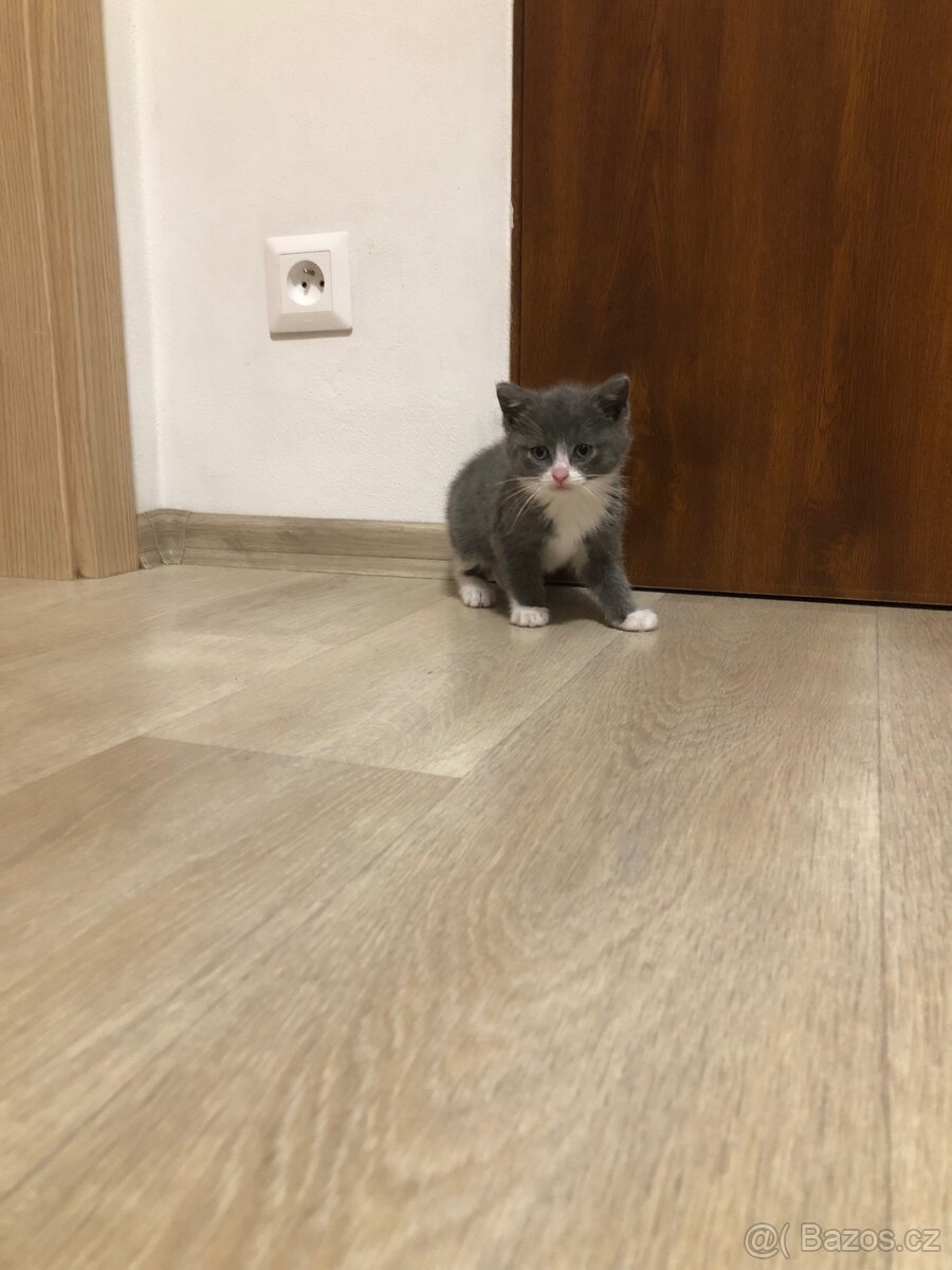 Britská koťata k odběru po rodičích s PP + výbava - 13