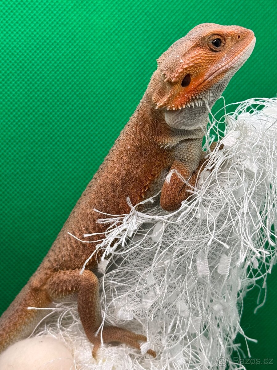 Agama Vousatá-Nejkrásnější mláďata sezóny - 13