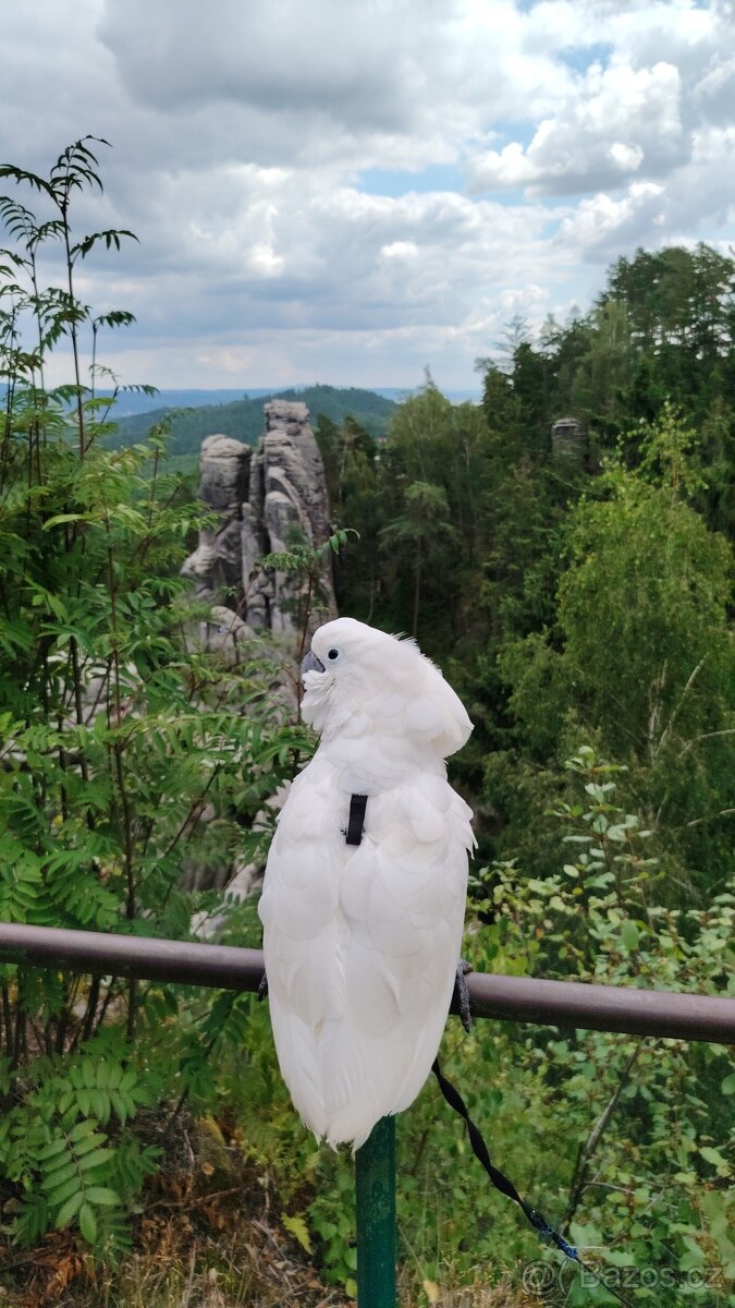 ZÁŽITKOVÝ PROGRAM S PAPOUŠKY NA OSLAVY A AKCE 🦜 - 13